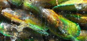 Green Lipped Mussel