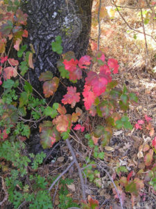 PoisonOak_wb_biggerLeaves