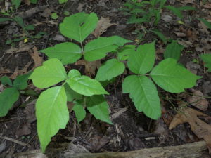 Toxicodendron_radicans_Foliage