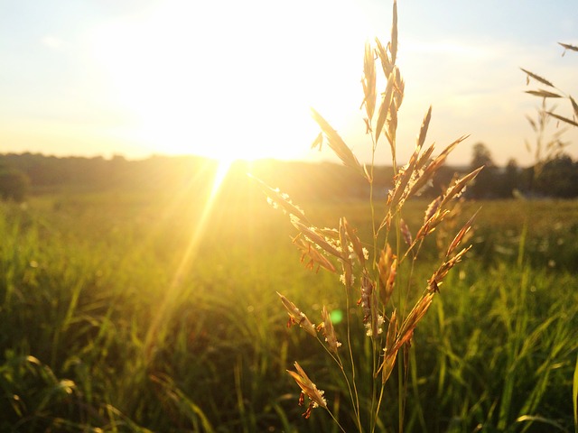 grass allergies