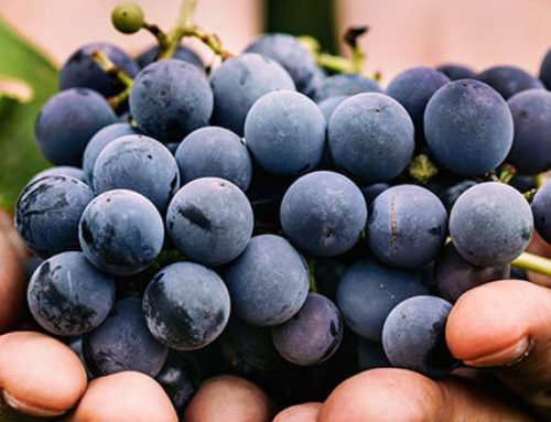 Health Benefits of Grape Seed Extract