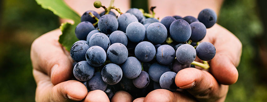 Scientific evidence supports the health benefits of grape seed or grape seed extract.